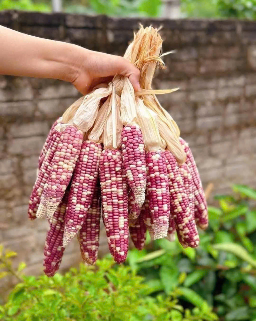 Ngô tím xóc mắm cay giòn tan thơm ngon