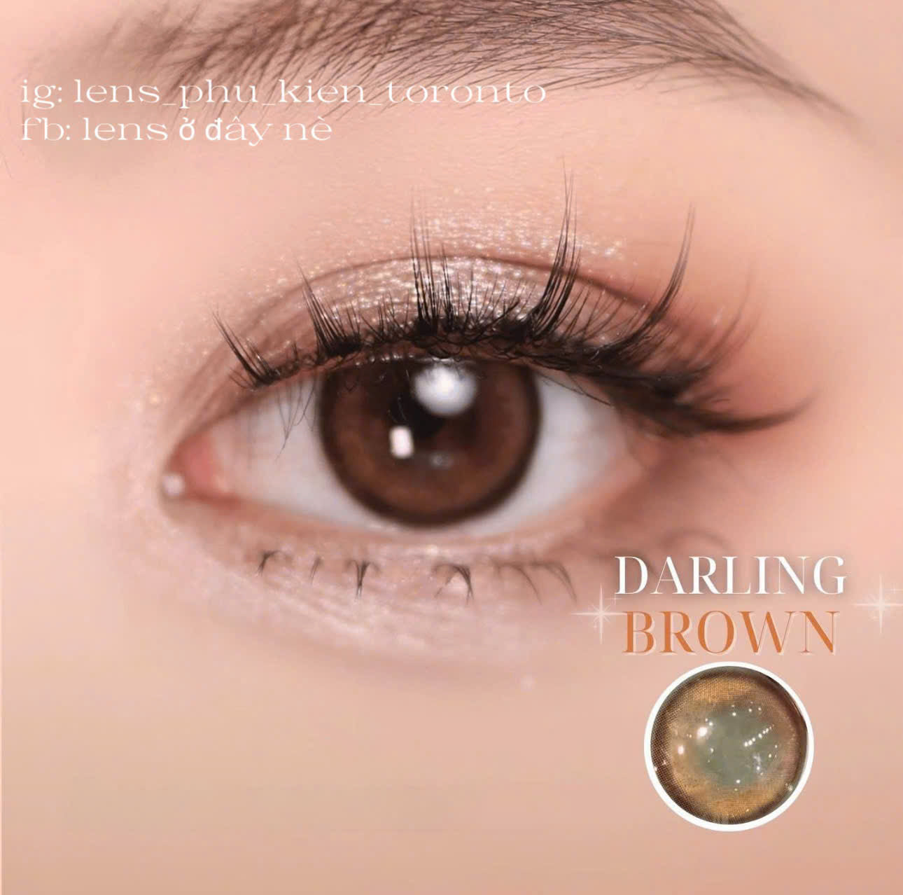 Contact lens - Darling Brown